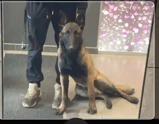 Chien Perdu 69M Métropole de Lyon - Urus